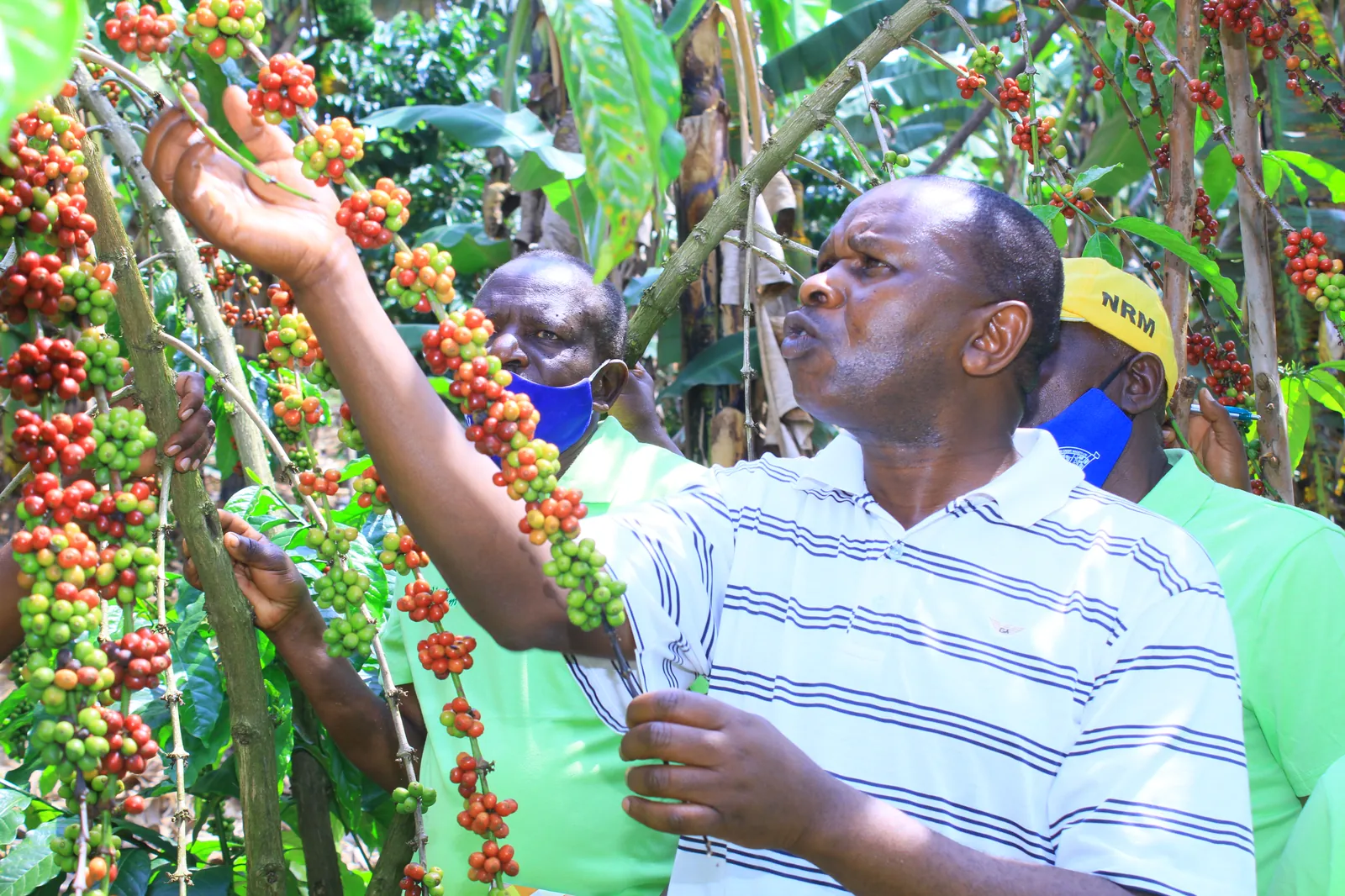 Close-up of a farmer examining ripening coffee cherries