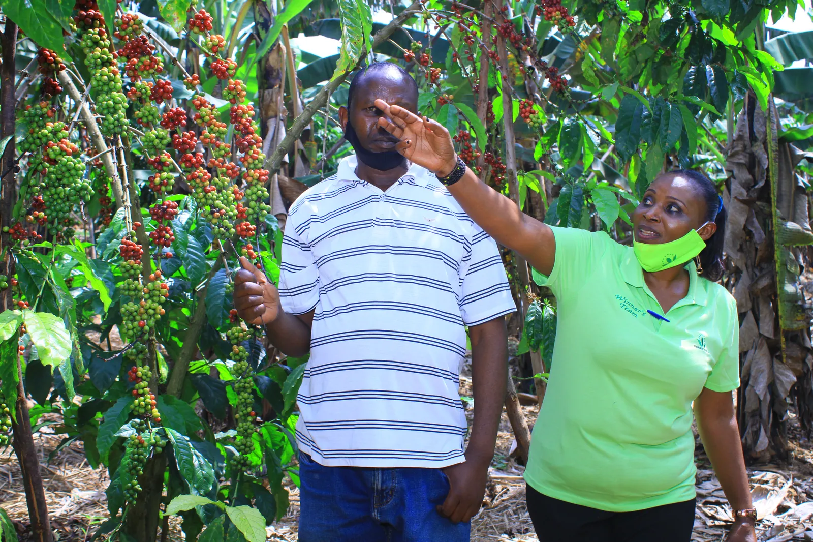 Winner's Team member inspecting coffee cherries with a farmer