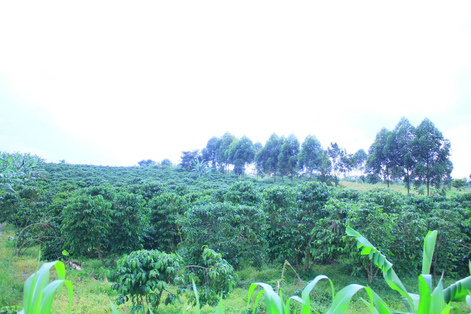 Wide view of a coffee plantation on the Green World agrotour