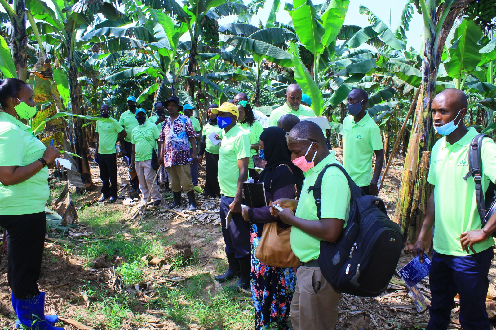 Green World agrotour group walking through a banana plantation