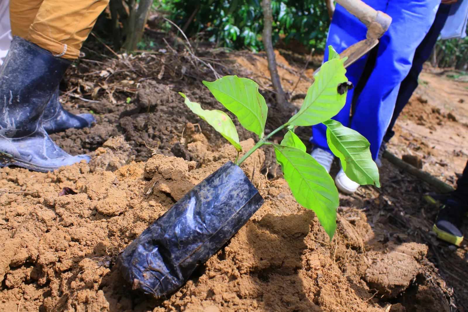 Planting a coffee seedling during the Green World agrotour