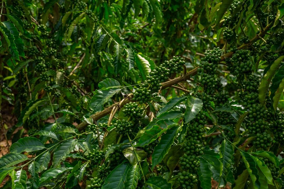 Coffee bush heavily loaded with cherries after using Nutriplant Organic Plus Fertilizer