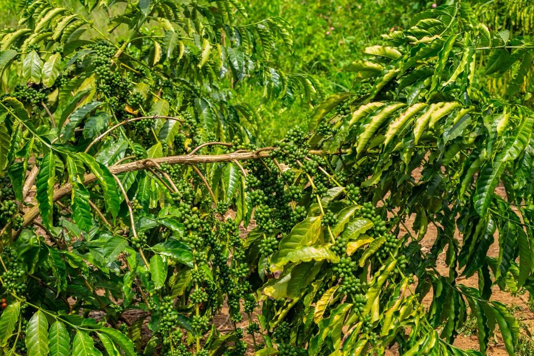 Close-up of dense coffee cherry clusters grown with Nutriplant Organic Plus Fertilizer
