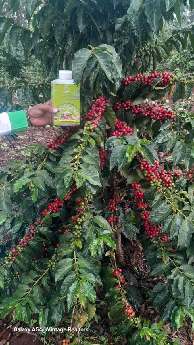 Nutriplant Organic Plus Fertilizer bottle held against a coffee bush loaded with ripe red cherries