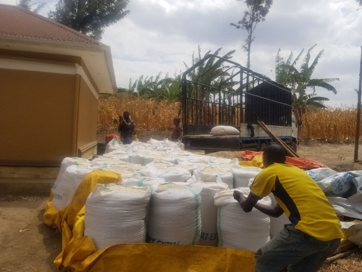 Sacks of bagged maize harvest ready for transport, grown with Nutriplant Organic Plus Fertilizer