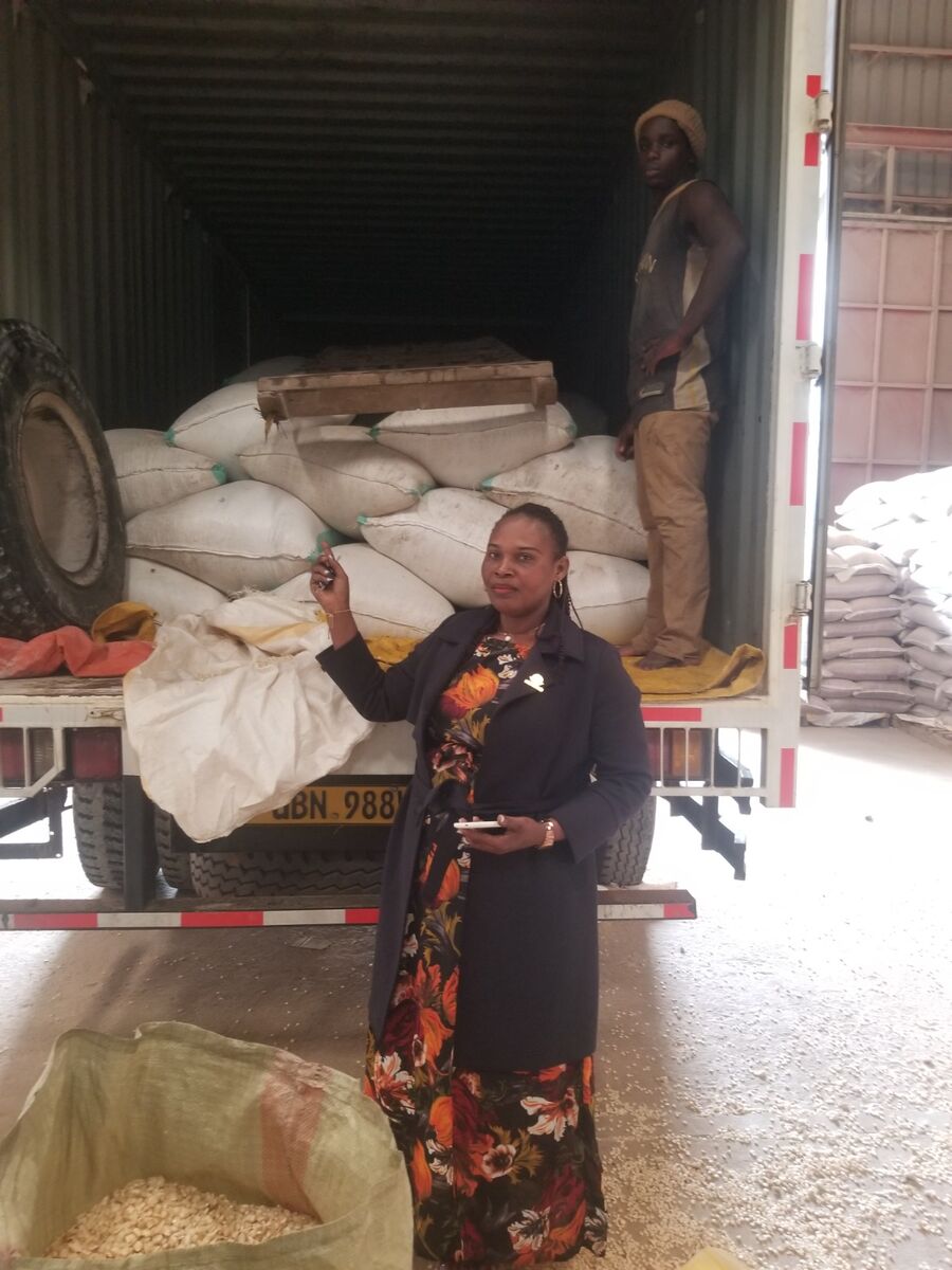 Container-loads of maize grain harvested using Nutriplant Organic Plus Fertilizer, ready for export