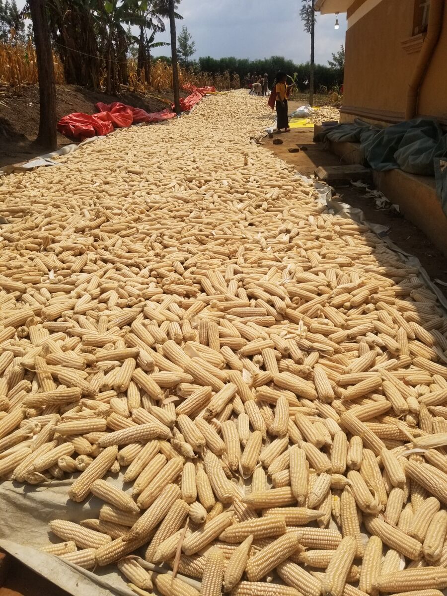 Bumper maize harvest drying after using Nutriplant Organic Plus Fertilizer