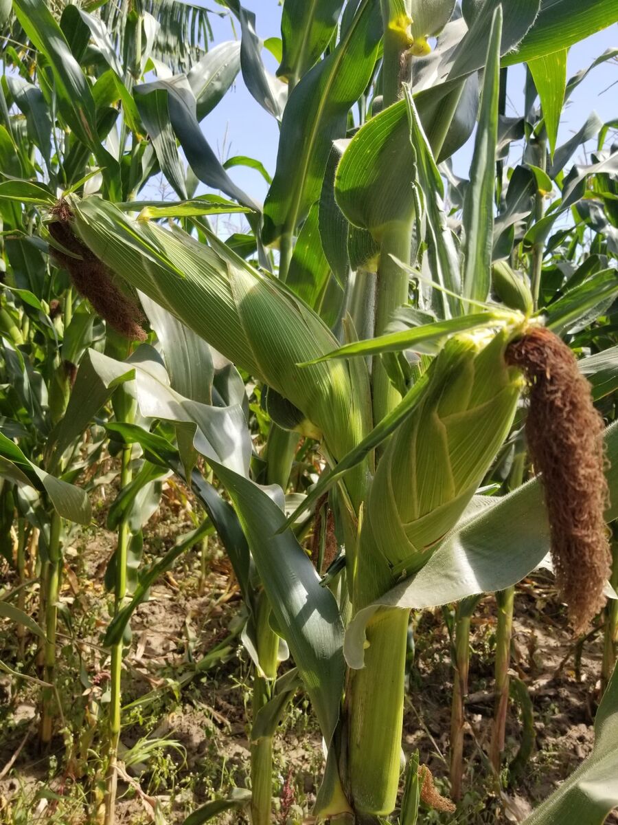 Close-up of well-formed, healthy shelled maize grain from a Nutriplant-fed garden